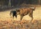 Australian Cattle Dog with ball and Dutch Shepherd dog playing in the fall golden light