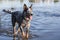 Australian Cattle Dog  Blue heeler playing in the water