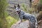 Australian Cattle Dog Blue Heeler puppy outdoors full length portrait