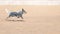 Australian cattle dog or blue heeler running on sand