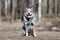 Australian cattle dog or blue heeler sitting in forest