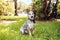 Australian Cattle Dog Blue Heeler sitting in a grassy field at sunset