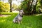 Australian Cattle Dog Blue Heeler sitting in a grassy field at sunset