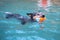 Australian Cattle Dog Blue Heeler swimming in a pool