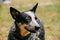 Australian Cattle Dog Close Up Portrait Outdoor. This Is Breed O
