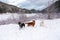 Australian cattle dog, golden retriever and samoyed seen romping in the snow