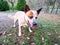 Australian Cattle Dog on a green meadow in January