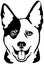 Australian Cattle Dog head black and white