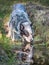 Australian cattle dog lying in water spring and drinking