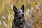 Australian Cattle Dog Male Portrait