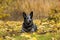 Australian Cattle Dog Male Portrait