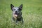 Australian Cattle Dog posing sitting in a blossom meadow.