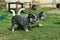 Australian Cattle Dog puppies running