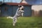 Australian cattle dog puppy jumping up outdoors