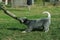Australian Cattle Dog puppy playing