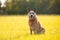 Australian Cattle Dog or Red Queensland Heeler