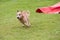 An Australian cattle dog runs in an agility canine contest