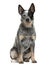 Australian Cattle Dog sitting