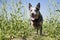 Australian Cattle Dog staying on rapeseed field