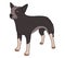 Australian Cattle Dog vector illustration