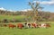 Australian Cattle Farm