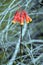 Australian Christmas Bells, Blandfordia nobilis