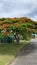 Australian Cityscape Scenery - Flowering Poinciana Tree