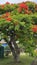 Australian Cityscape Scenery - Flowering Poinciana Tree