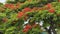 Australian Cityscape Scenery - Flowering Poinciana Tree