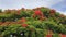 Australian Cityscape Scenery - Flowering Poinciana Tree