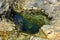 Australian coastal rock pool