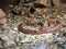 Australian coastal taipan snake