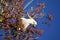 Australian Cockatoo eating