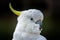 Australian cockatoo parrot in portrait