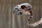 Australian Cockatoo skull and part of vertebrae