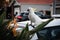 Australian Cockatoo with yellow crown