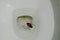 Australian cockroach drown and floating in toilet sewer