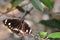 Australian Common Crow Nymph Butterfly