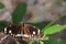 Australian Common Crow Nymph Butterfly