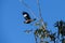 Australian Common Myna (Acridotheres tristis) taking off from a tree