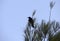 An Australian Common Raven (Corvus corax) finds food in Sydney