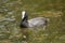 The Australian coot (Fulica atra australis)