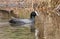 The Australian coot (Fulica atra australis)