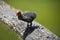 Australian Coot Fulica atra australis Chick