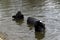 Australian coots