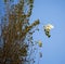 Australian Corella Flying to a poplar tree branch in late autumn.