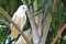 Australian Corella parrot