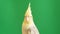 Australian Corella parrot on a green background. Close up