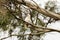 An Australian corella parrot in a gum tree