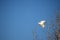 Australian corella perched in a tree with wings splayed out and room for copy